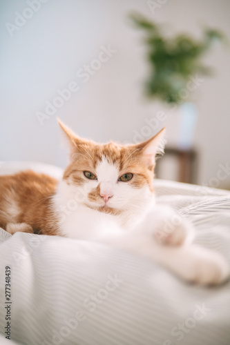 Fototapeta Naklejka Na Ścianę i Meble -  Katze auf dem Bett