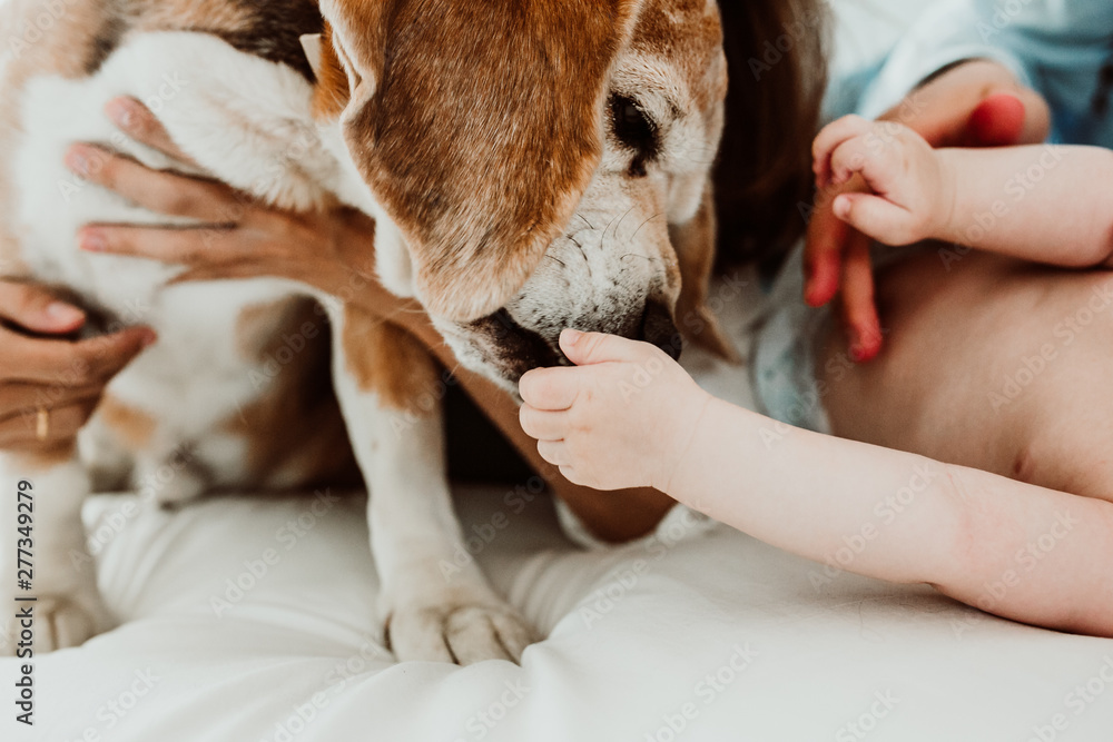 Lovely baby on the bed at home while their beagle dog take care of them. Licking his hand with love. Children and dogs special relationship. Lifestyle