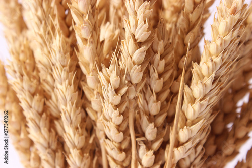 wheat spikelets close up