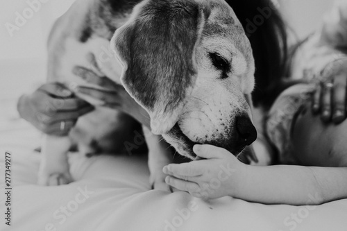 Lovely baby on the bed at home while their beagle dog take care of them. Licking his hand with love. Children and dogs special relationship. Black and white. Lifestyle photo