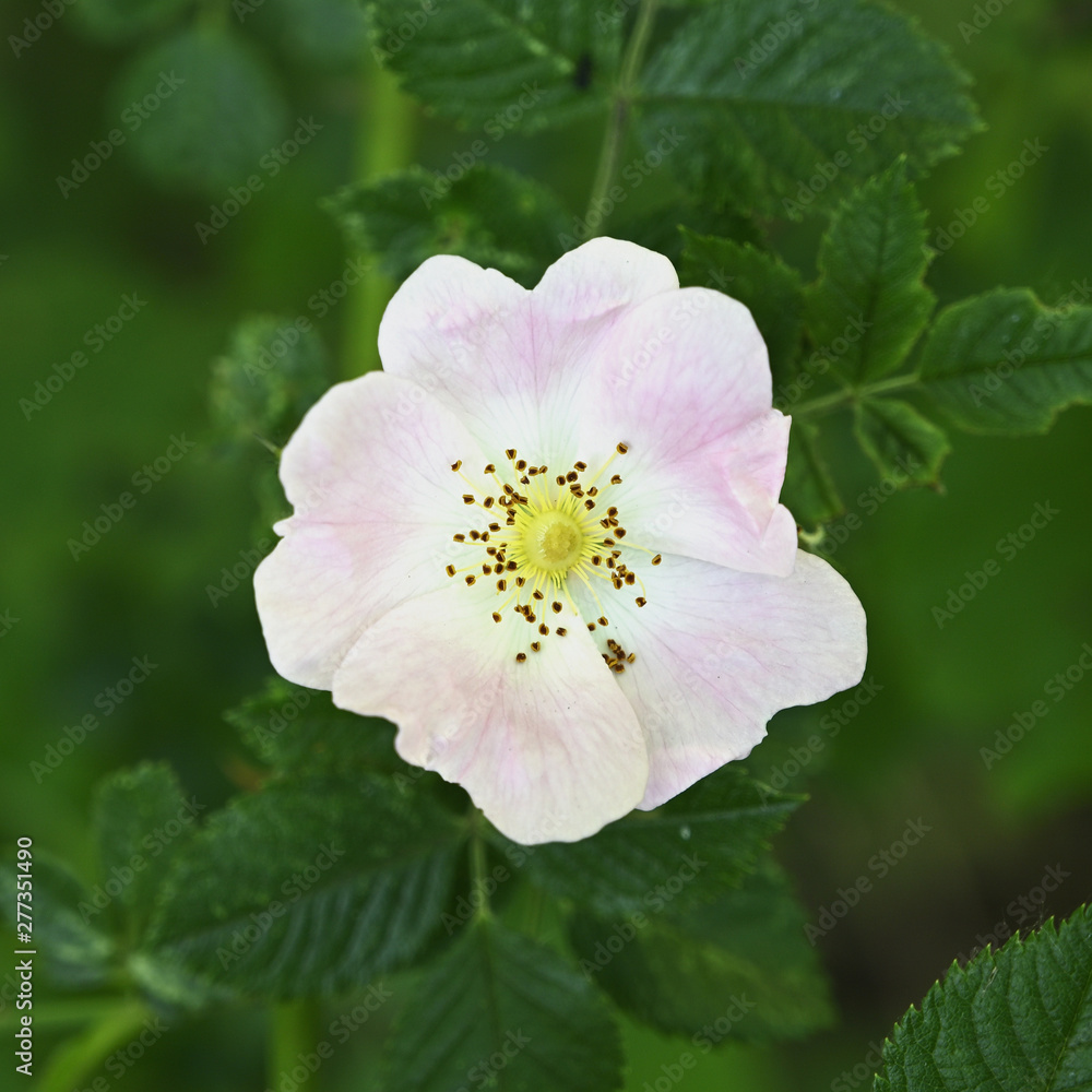 Flower of wild rose and green leaves. Flower of wild rose and green leaves.