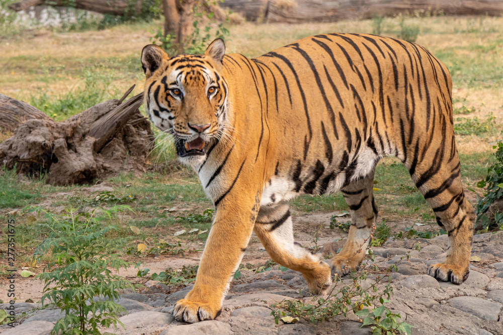 Royal Bengal tiger Looking aggressively into the distance at Zoo Royal Bengal tiger Looking aggressively into the distance at Zoo