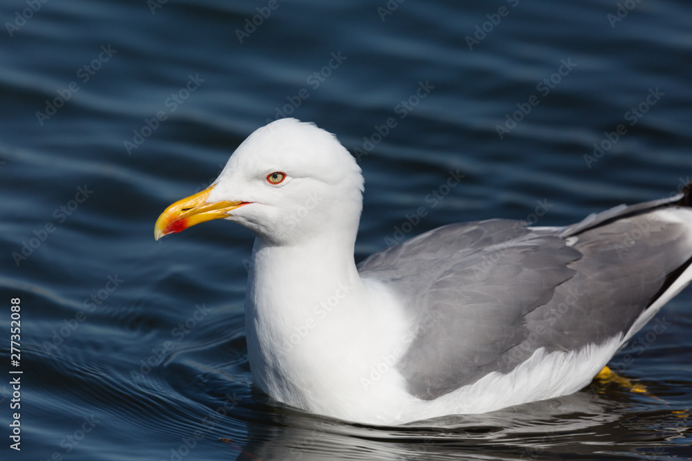 close-up swimming yellow-legged gull (larus michahellis)