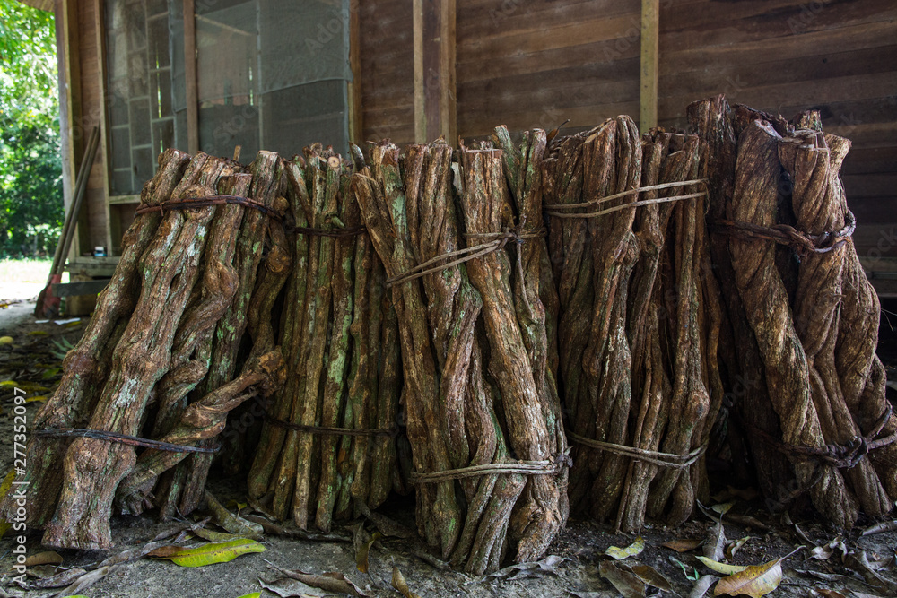 Liana of Ayahuasca. Banisteriopsis caapi vine. Tradtional plant medicine.  liana of the soul, liana of the dead, spirit liana. woody vine. Shamans and  ceremonies in Peru Stock Photo | Adobe Stock