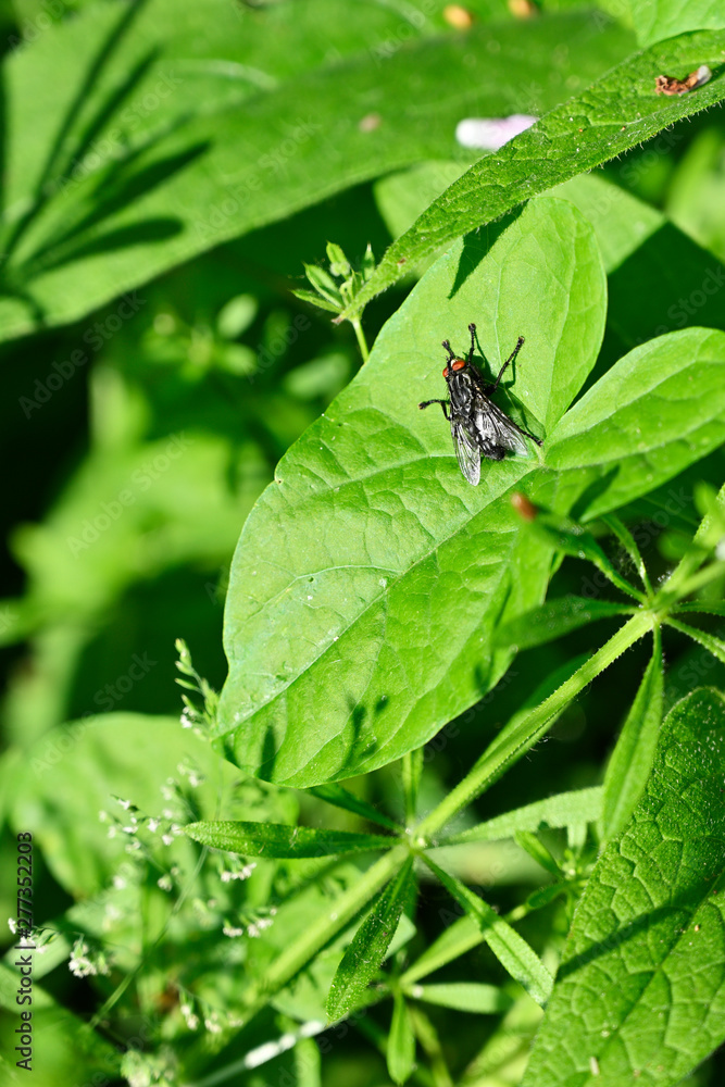 Fototapeta premium Black fly on green leaf.