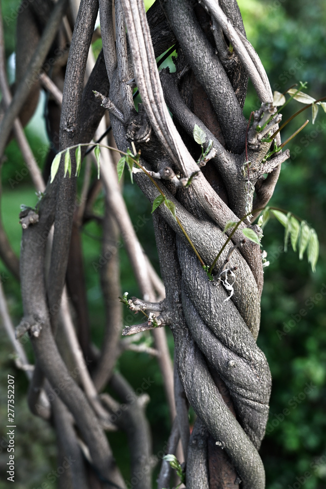 Coiled trunk of ornamental wisteria.