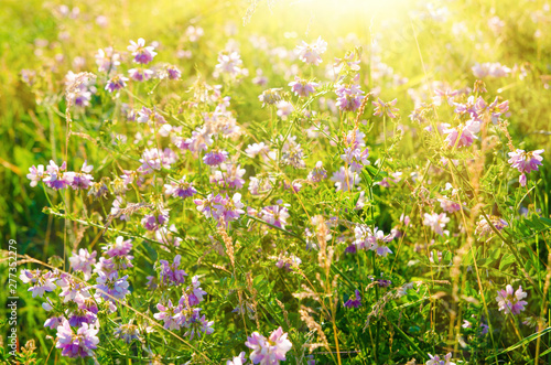 wildflowers