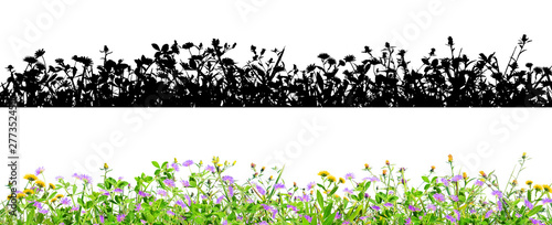 clover flowers and grass isolated on black background with alpha mask