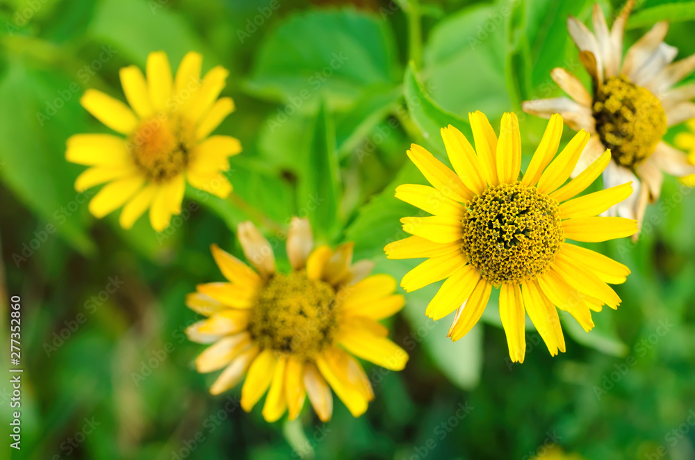 yellow flowers yellow flowers