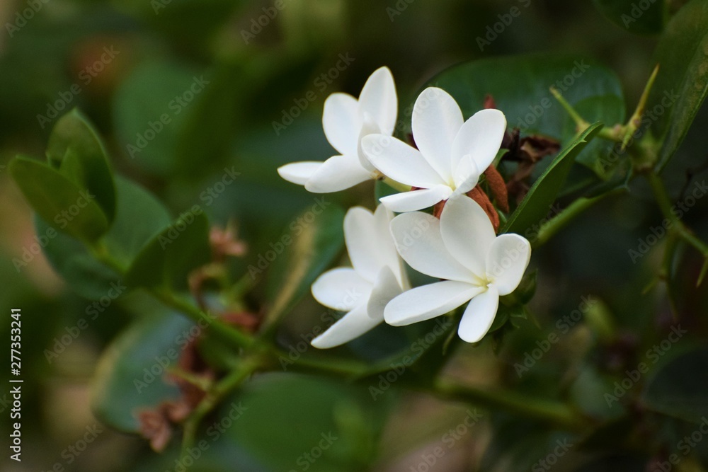 Beautiful summer white mediterranean flowers Beautiful summer white mediterranean flowers