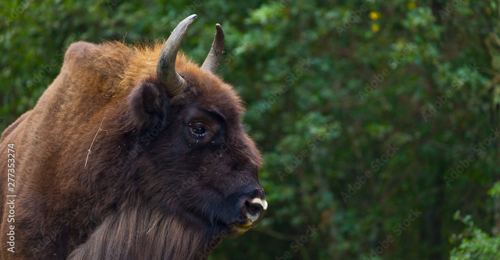 Fototapeta premium WISENT or EUROPEAN BISON - BISONTE EUROPEO (Bison bonasus)