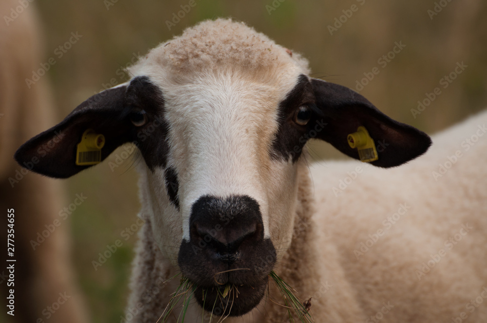 Fototapeta premium The sheep in the meadow grass the grass and looks right into the camera