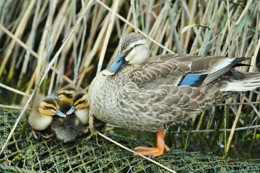 Fototapeta premium カルガモの親子