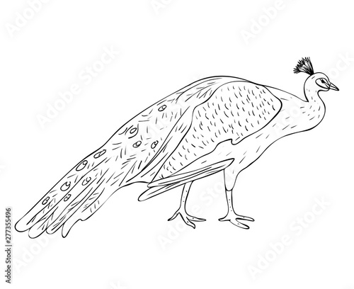 Vector illustration, isolated male peacock in black and white colors, outline original hand painted drawing