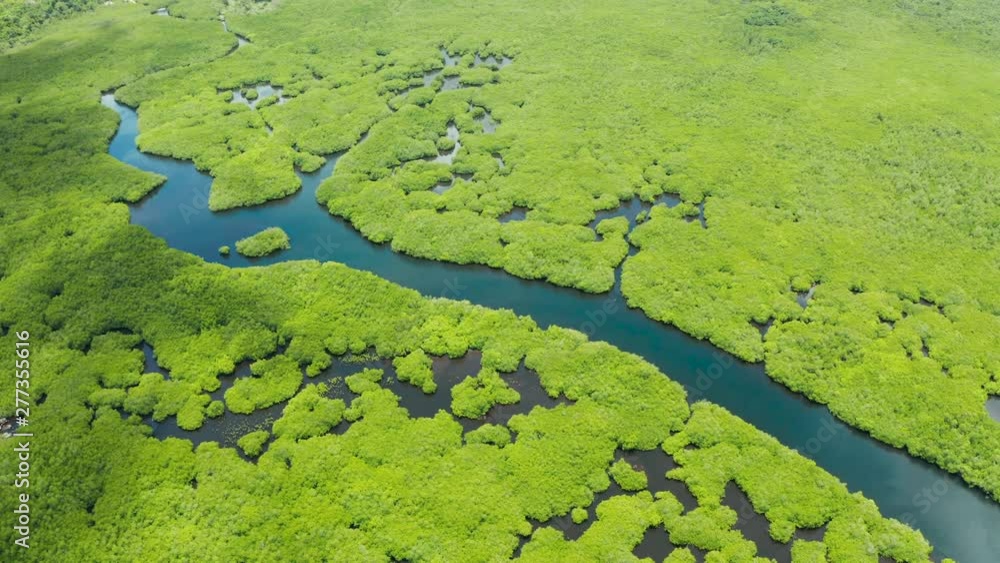 Aerial panoramic mangrove forest view in Siargao island,Philippines. Mangrove landscape Aerial panoramic mangrove forest view in Siargao island,Philippines. Mangrove landscape