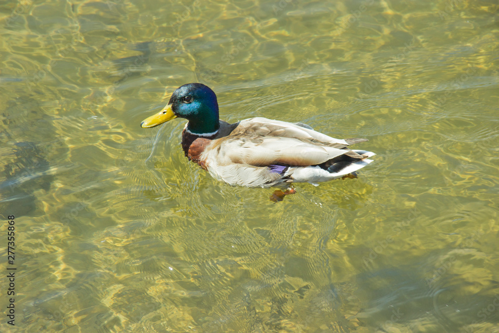 Obraz premium Wild duck in the water on a summer day. The concept of protection of wild animals and the environment.