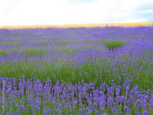 Lavendel 