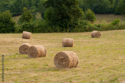 Roll of haystack in a meadow.Nature