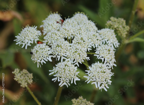Heracleum sphondylium, commonly known as hogweed, common hogweed or cow parsnip