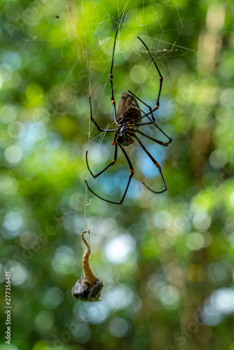 Nephila plumipes, a female golden orb weaver spider, after capturing and consuming a gecko.