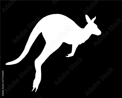 Graphical silhouette of kangaroo isolated on black background,vector engraved illustration.