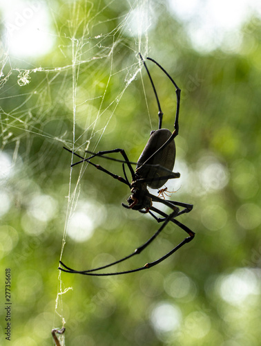 Nephila plumipes, a female golden orb weaver spider with a smaller male spider on the her back.