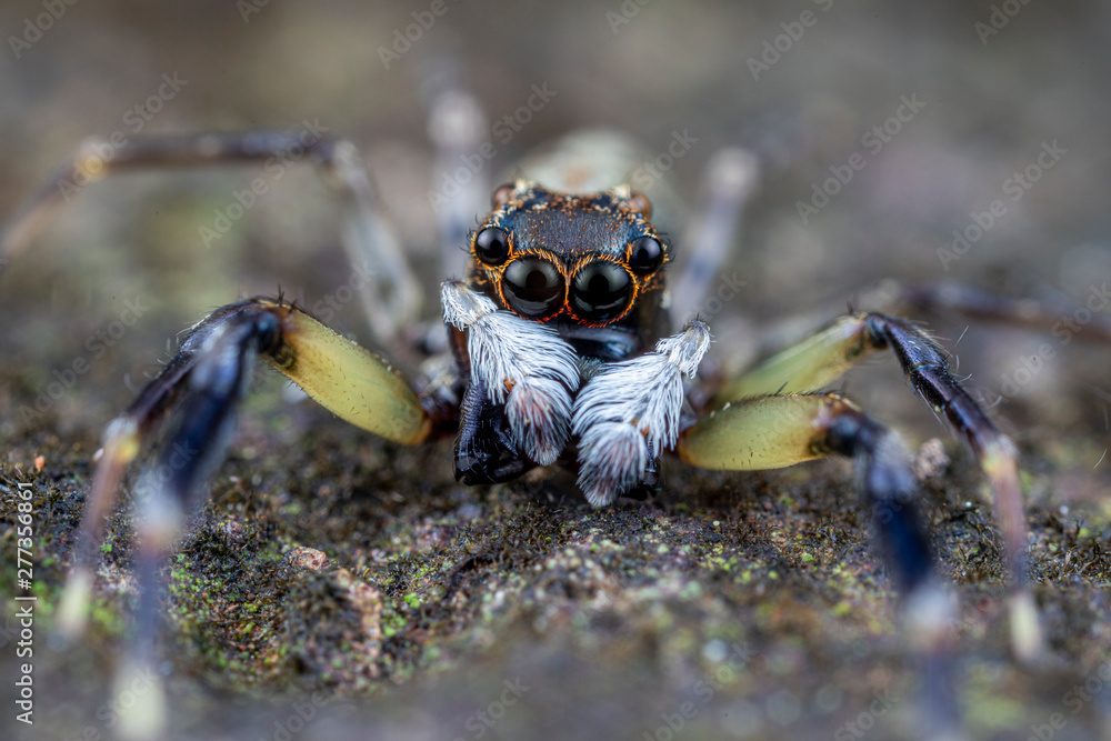 Frewena sp., a cute jumping spider from Australia with large eyes and white palps