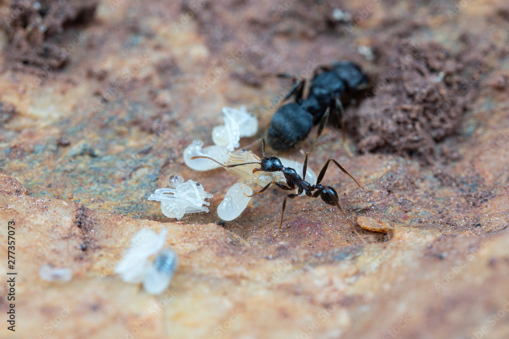 Inside a nest of Pheidole big-headed ants, with pupae, larvae and eggs, under a rock in tropical Australia Inside a nest of Pheidole big-headed ants, with pupae, larvae and eggs, under a rock in tropical Australia
