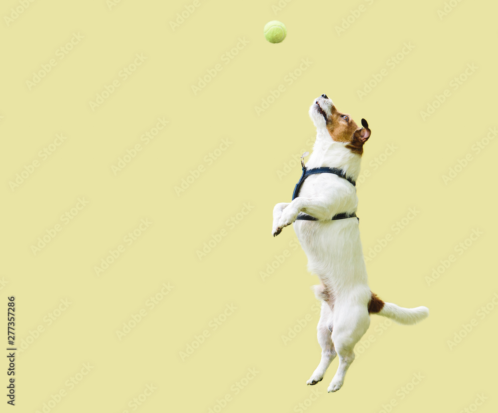Jack Russell Terrier dog jumping straight up against yellow wall to catch tennis ball - obrazy, fototapety, plakaty 