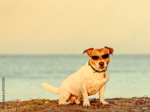 Summer beach vacation concept with dog wearing sunglasses sitting on sand