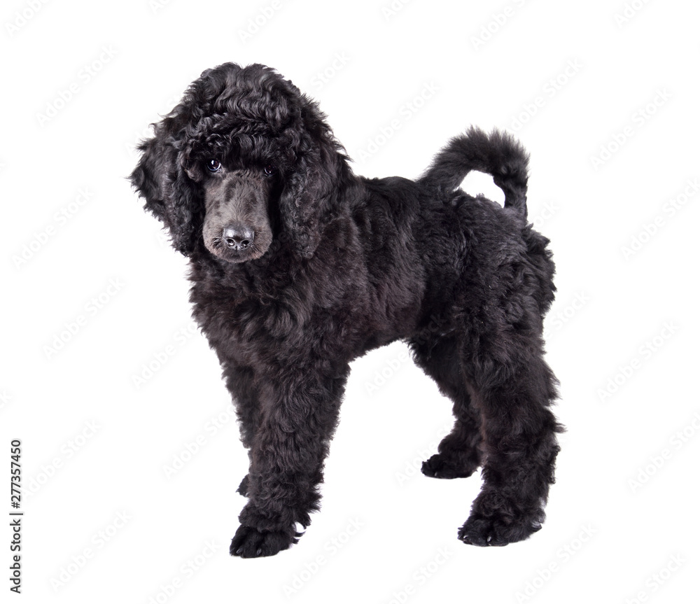 Black Poodle puppy - obrazy, fototapety, plakaty 