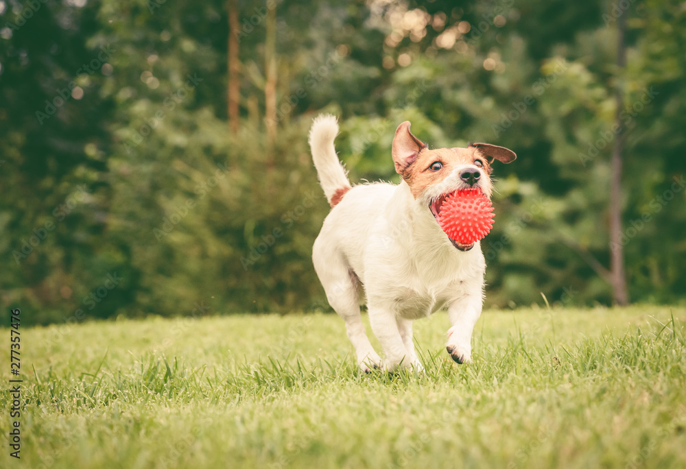 Happy dog caught ball toy and fetches it at backyard lawn Happy dog caught ball toy and fetches it at backyard lawn