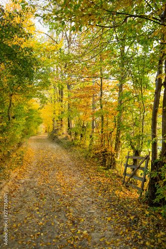 Autumn Colors - .Coutry Road  Rural Scene - Romania - Transylvania