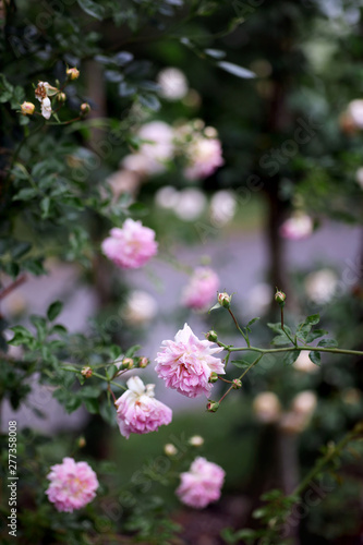 Wallpaper Mural Rosa Kletterrosen Torontodigital.ca