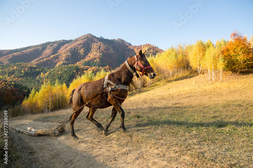 Autumn Colors - Landscape - Outdoor - Rural Scene.