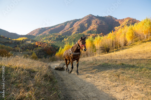 Autumn Colors - Landscape  - Outdoor - Rural Scene. © Popa