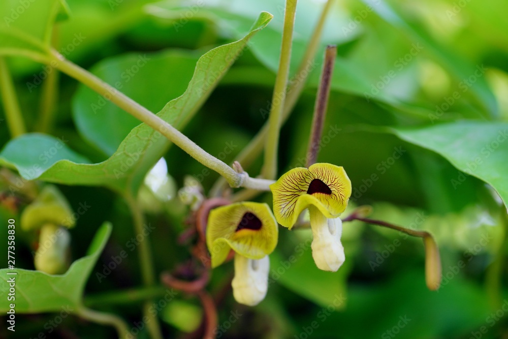 オオバウマノスズクサの花 Stock Photo Adobe Stock