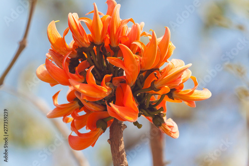 Polash flower in full bloom photo