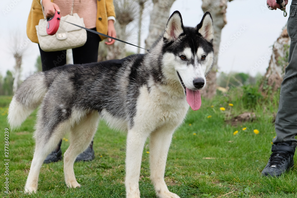 Young and Happy Siberian Husky photoshot in the countryside of Vicenza, April 2019