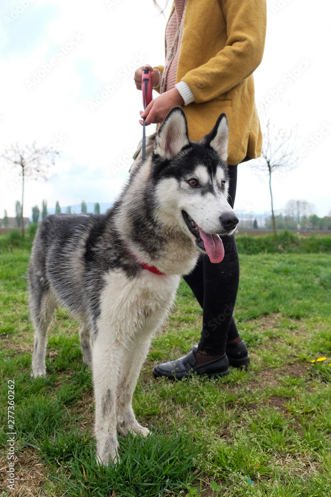 Young and Happy Siberian Husky photoshot in the countryside of Vicenza, April 2019