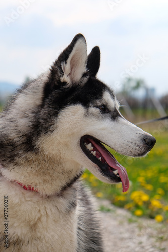Young and Happy Siberian Husky photoshot in the countryside of Vicenza, April 2019 © Piero