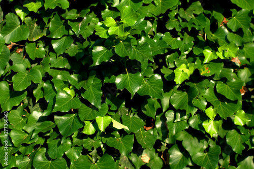 green leaves background,green, plant, leaf, nature, leaves, foliage, wall, fresh, summer, natural,, texture, garden,