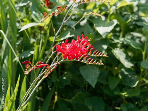 (Crocosmia × crocosmiiflora) Garten-Montbretie 'Lucifer' photo