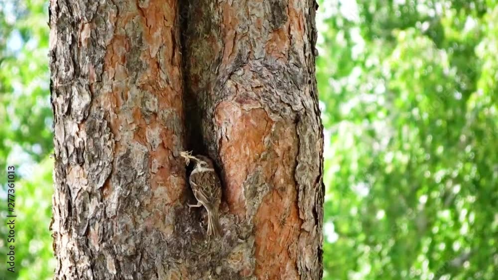 A pair of sparrows viet nest in the hollow of a tree - dragging grass and twigs in the nest. Funny situation with a sparrow. A pair of sparrows viet nest in the hollow of a tree - dragging grass and twigs in the nest. Funny situation with a sparrow.