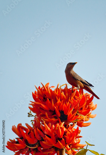 Polash flower in full bloom photo