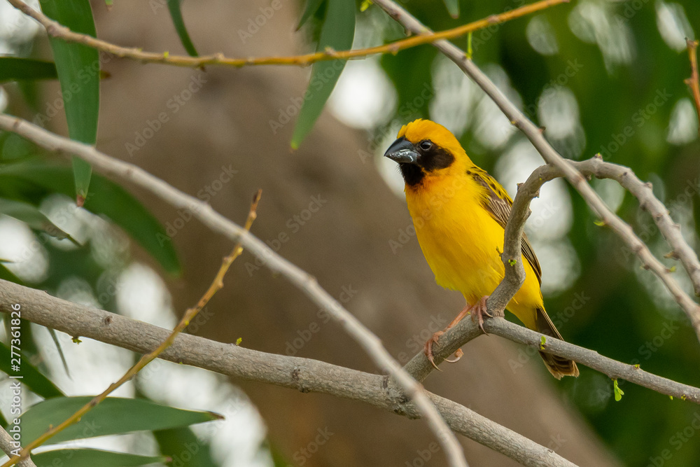 Male Asian Golden Weaver isolated perching on perch Male Asian Golden Weaver isolated perching on perch