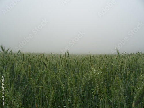 korn feld im morgen nebel