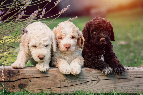 cute little three puppies playing outdoor photo