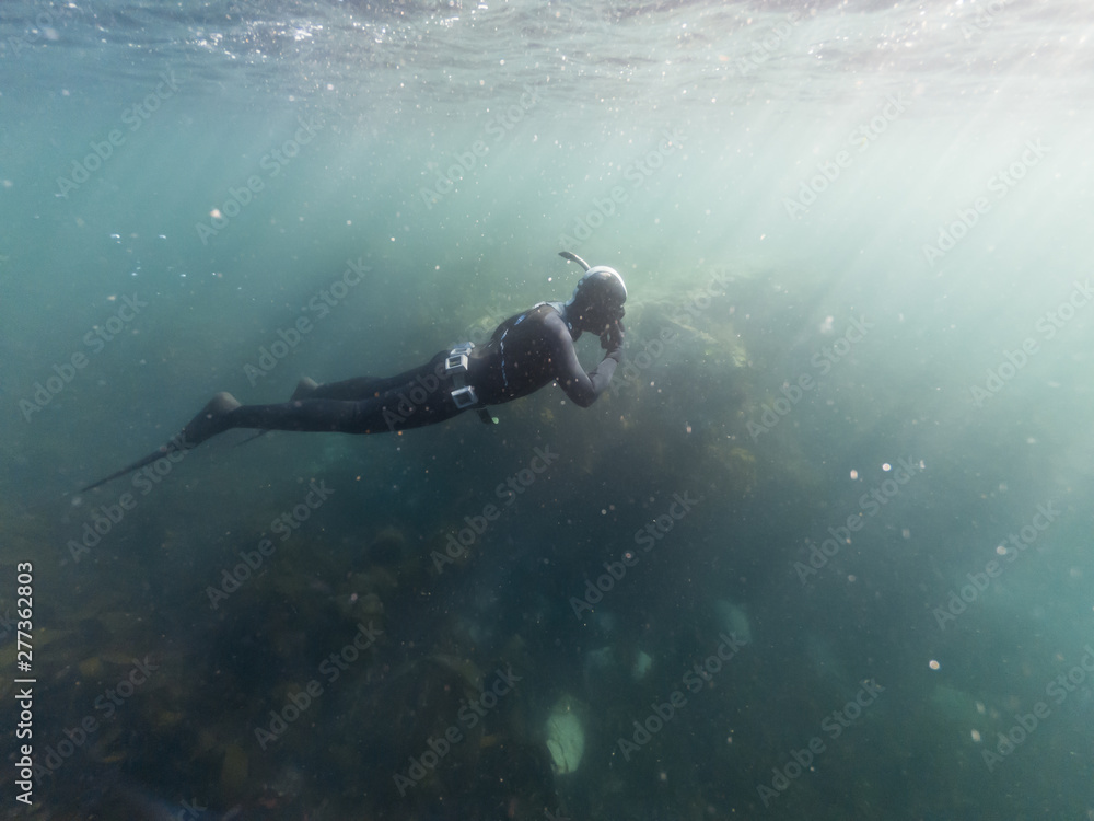 Fototapeta premium Freediving man in wetsuit exploring the wild underwater coast of Pembrokeshire whilst on a snorkeling beach holiday