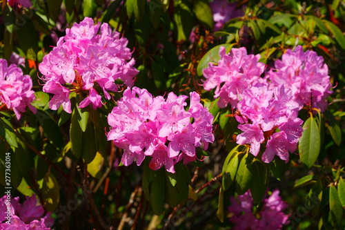 Pink Rhododendronblüte
